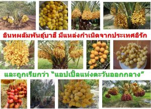 อินทผลัมพันธุ์บาฮี มีแหล่งกำเนิดจากประเทศอิรัก