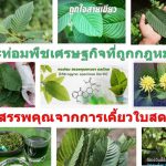 กระท่อมพืชเศรษฐกิจ​ที่ถูก​กฎหมาย​