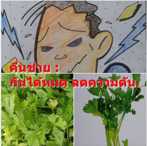คึ่นช่าย : กินได้หมด ลดความดัน.