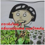 กระพังโหม : กลิ่นเหมือนตด หมดโรคภัย