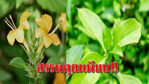 ต้นอังกาบหนู