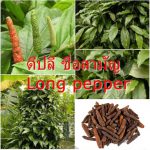 ดีปลี ชื่อสามัญ Long pepper