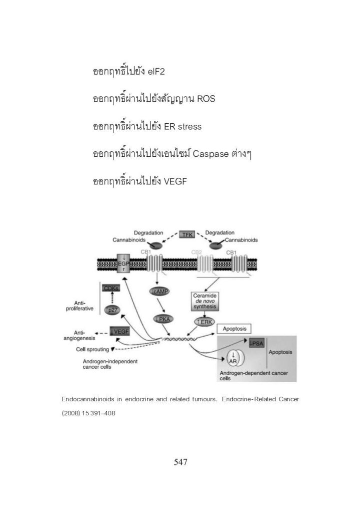 ทำไมผู้ชายวัยกลางคนขึ้นไป จึงควรใช้น้ำมันกัญชา