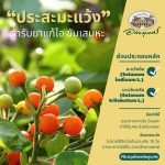 ตำรับยาไทย | “ประสะมะแว้ง” ตำรับยาแก้ไอ ขับเสมหะ