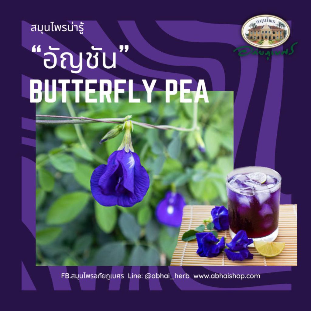 อัญชัน Butterfly Pea