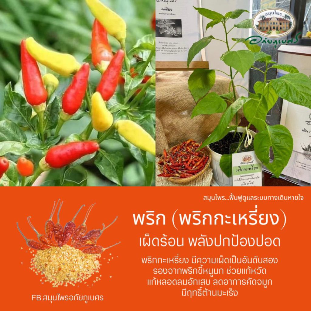 พริก (พริกกะเหรี่ยง) เผ็ดร้อน พลังปกป้องปอด