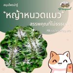 “หญ้าหนวดแมว”...สรรพคุณที่ไม่ธรรมดา