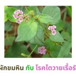เคสรายงานการใช้ผักขมหิน เป็นยาเดี่ยวเพื่อรักษาโรคไตเรื้อรัง
