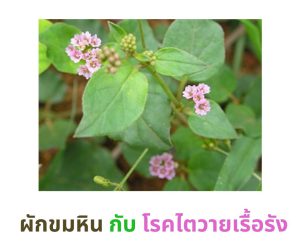 เคสรายงานการใช้ผักขมหิน เป็นยาเดี่ยวเพื่อรักษาโรคไตเรื้อรัง