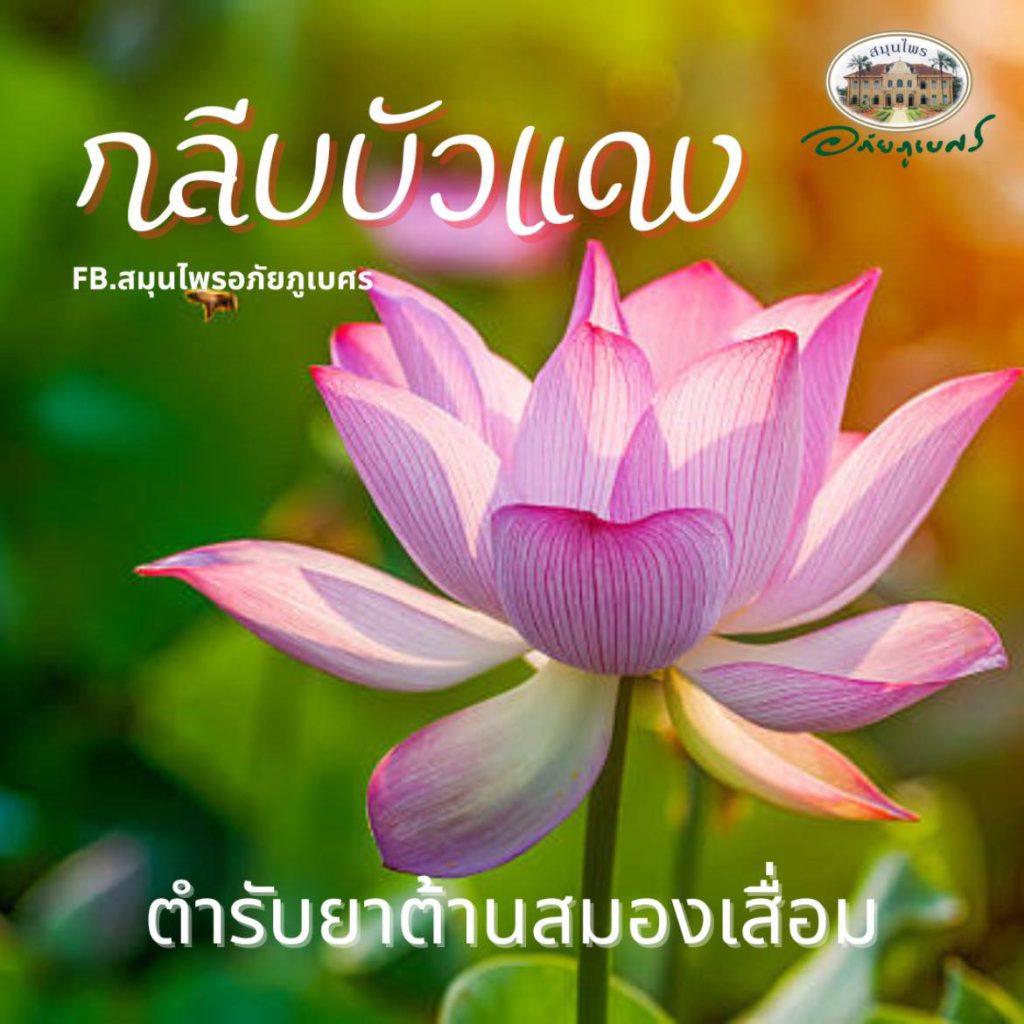 “กลีบบัวแดง” ตำรับยาต้านสมองเสื่อม