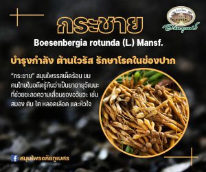 สมุนไพรน่ารู้ | “กระชาย” บำรุงกำลัง ต้านไวรัส รักษาโรคในช่องปาก